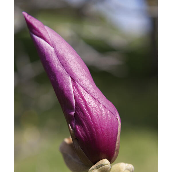 Magnolie