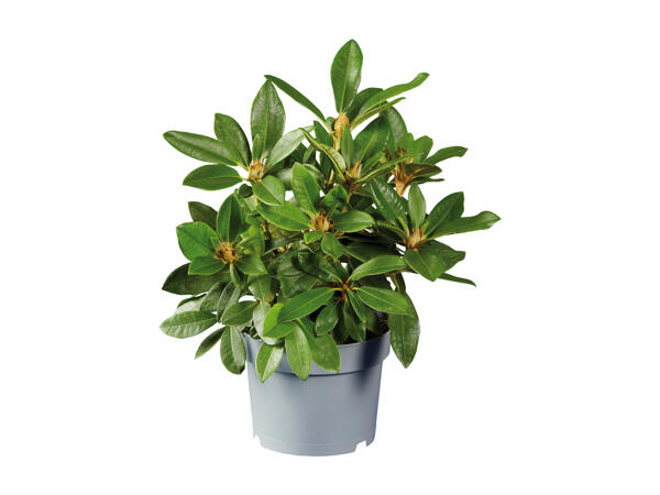 Rhododendron