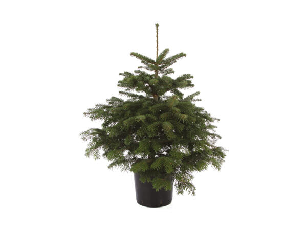 Juletræ i potte