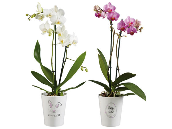 Orchidee Happy Easter