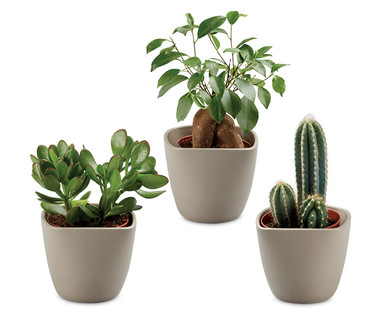 Gift Boxed Exotic Plant