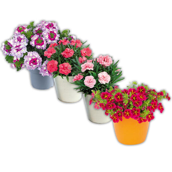 Verbene / Calibrachoa / Kaisernelke