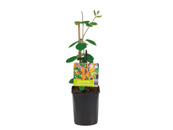 Assorted Climbing Plants