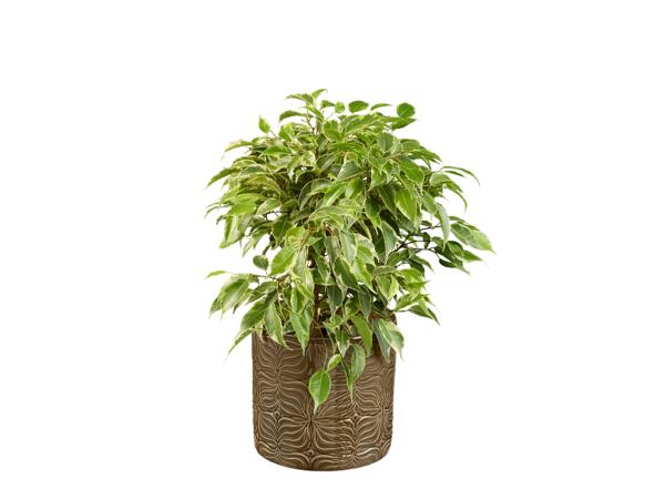 Green Plants