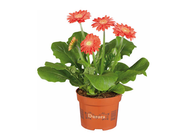 Potted Gerbera