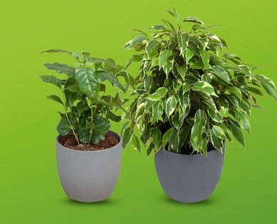 Indoor-Grünpflanze
