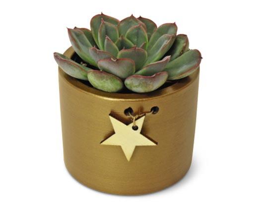 Holly Jolly Succulent