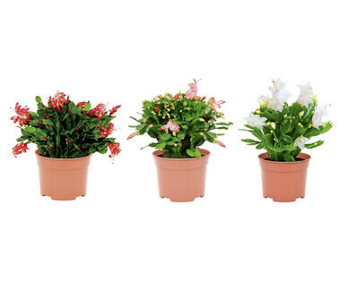CACTUS DI NATALE