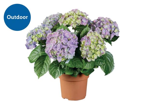 Hydrangea