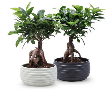 Bonsai
