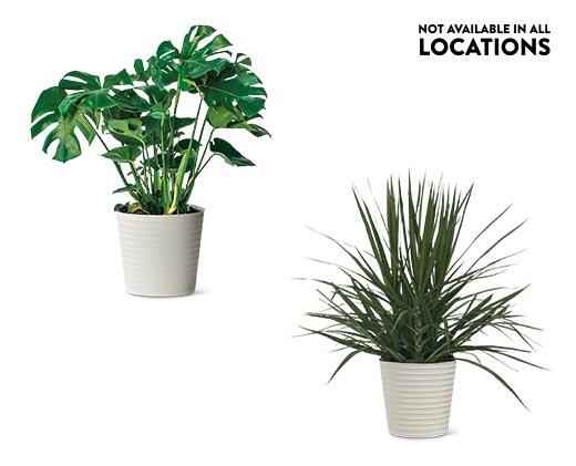 10" Foliage Assorted Varieties