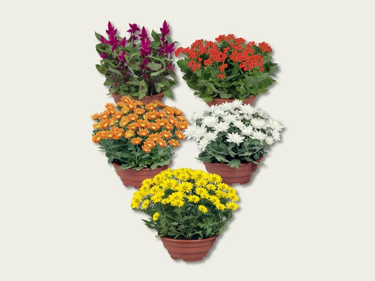 Plante à fleurs dans une coupe (dès 1.9.)