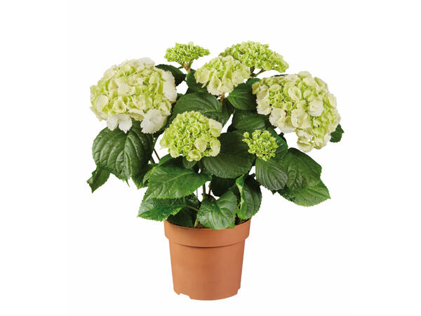 Hydrangea