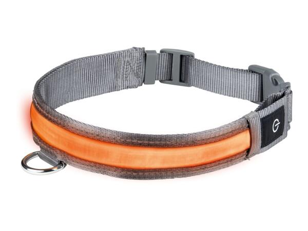 Zoofari LED Light-Up Band Dog Collar