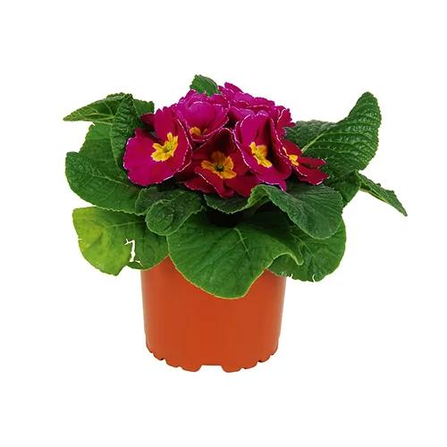 GARDENLINE Primula Suisse Garantie