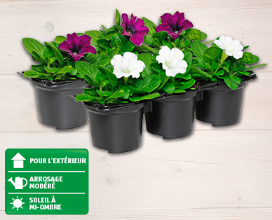 Pétunia