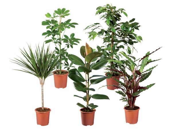 Green plants