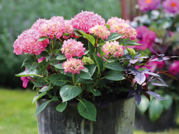 Dansk hortensia