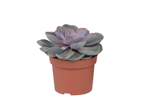 Plantes grasses et cactus