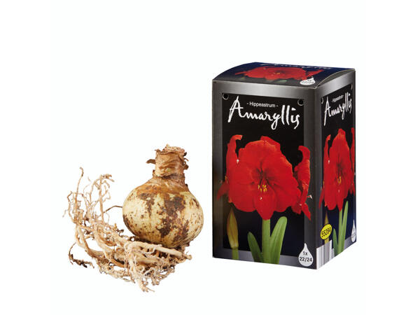 Amaryllis