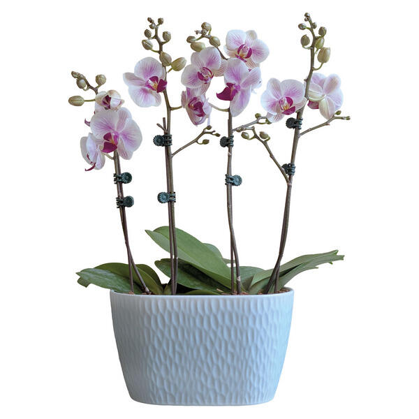 Orchid Garden Duo Pot