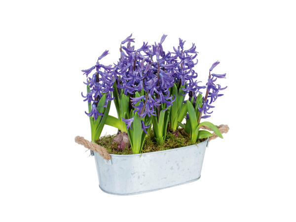 Jacinthes dans une coupe