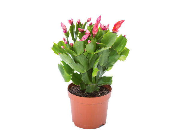 Christmas Cactus