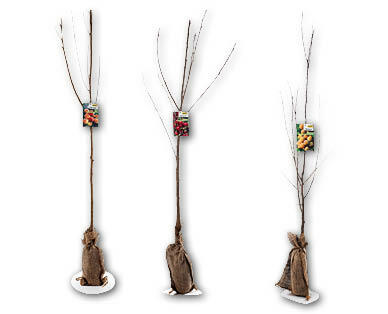 Albero da frutto