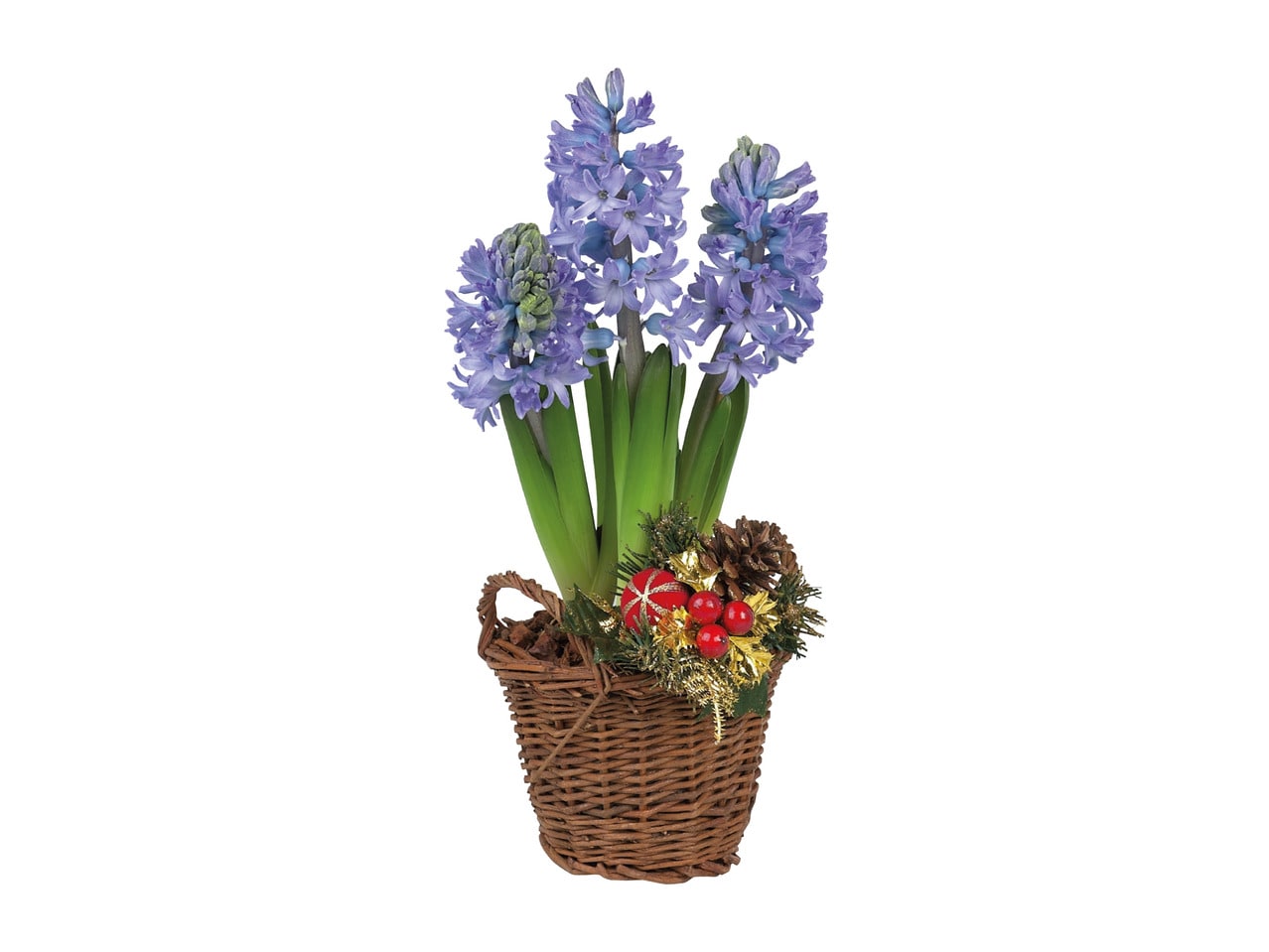 Hyacinth in a Basket1