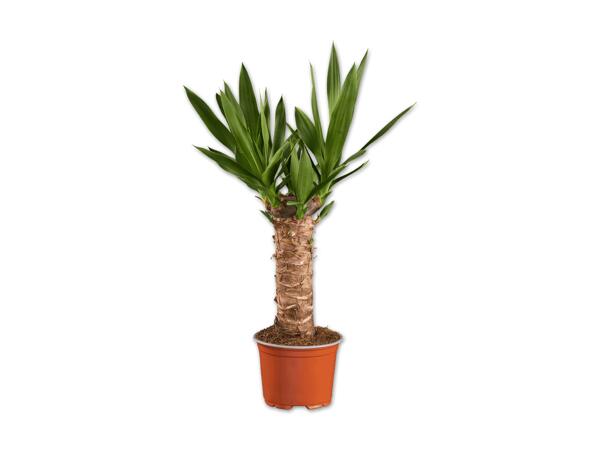 Yucca Stamm