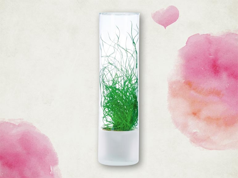 Jonc spiralé dans un vase en verre (dès le 11.2)
