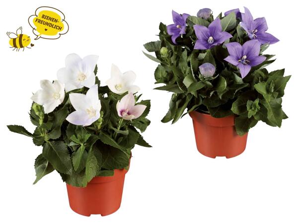 Ballonblume (Platycodon)