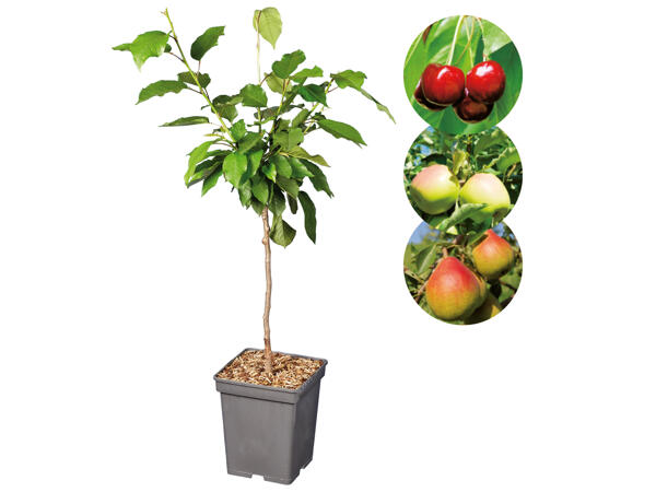 Zwergobstbaum