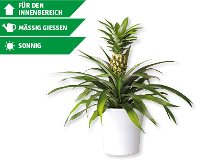 Ananaspflanze mit Frucht