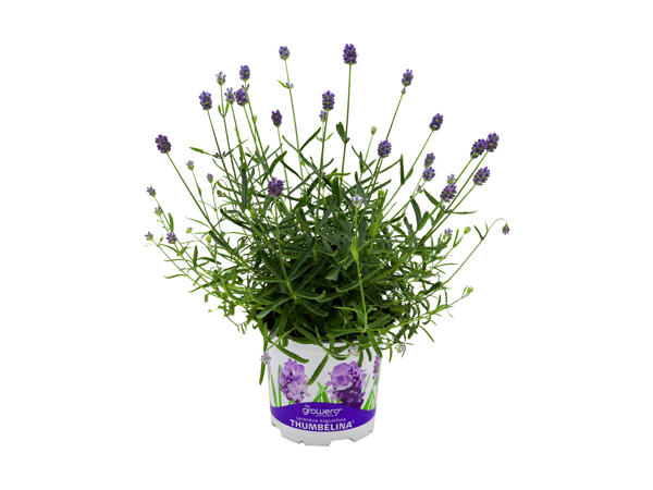 Lavendel Thumbelina