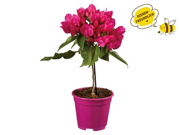 Bougainvillea Stamm