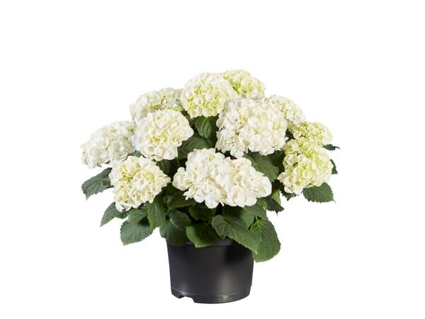 Garden Hydrangea