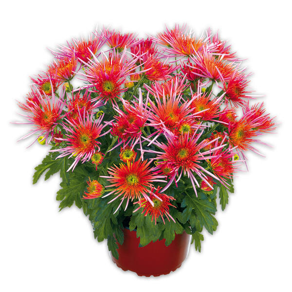 Spinnen Chrysantheme