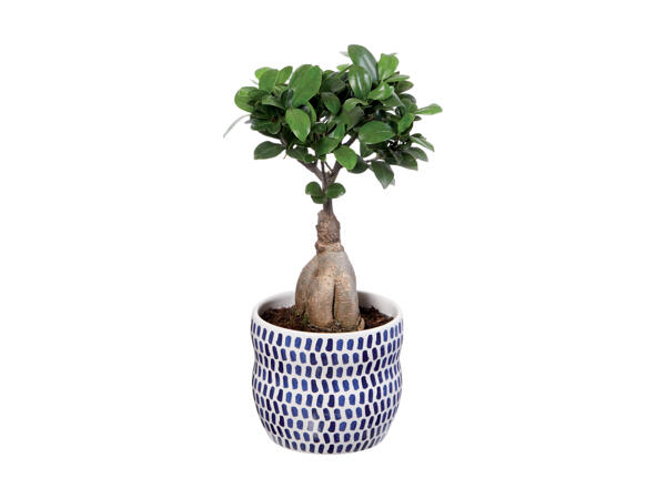Grøn plante i blå keramik