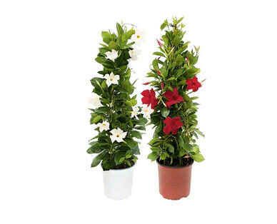 DIPLADENIA