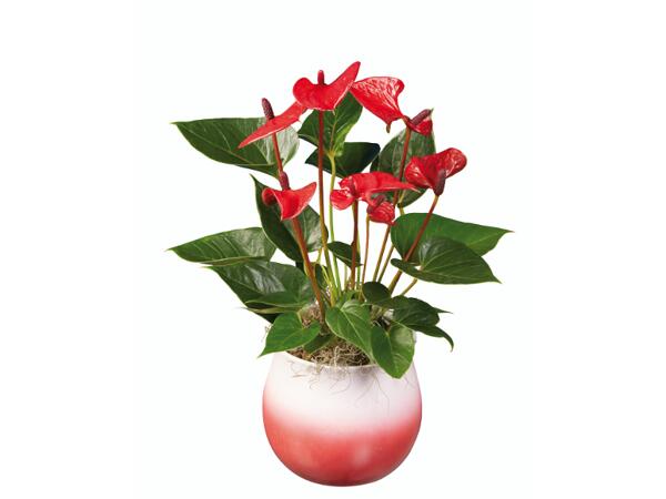 Anthurium "Super Mamma"
