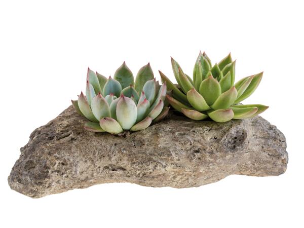 Succulent