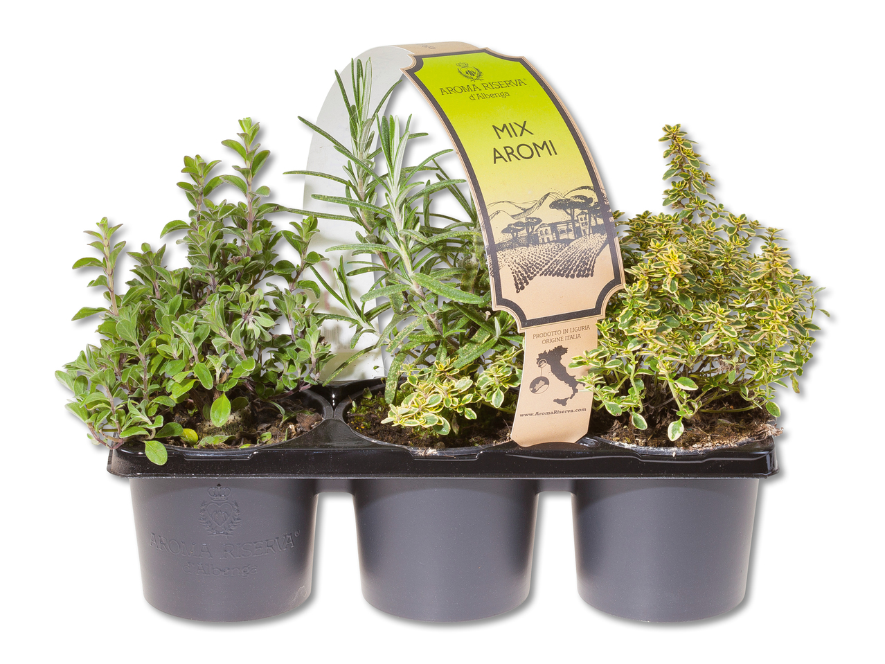 Assortiment de plantes aromatiques