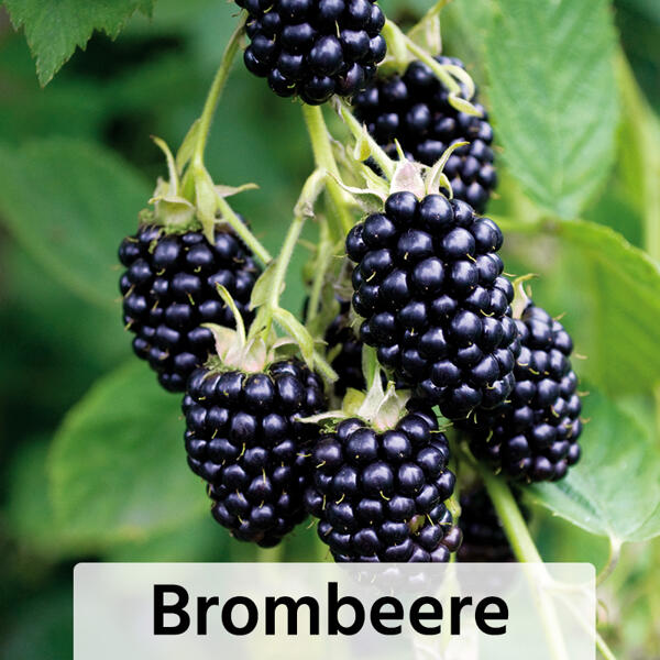 Niedrigwachsende Beerensträucher