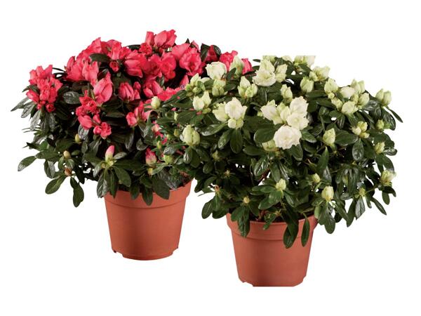 Azalea
