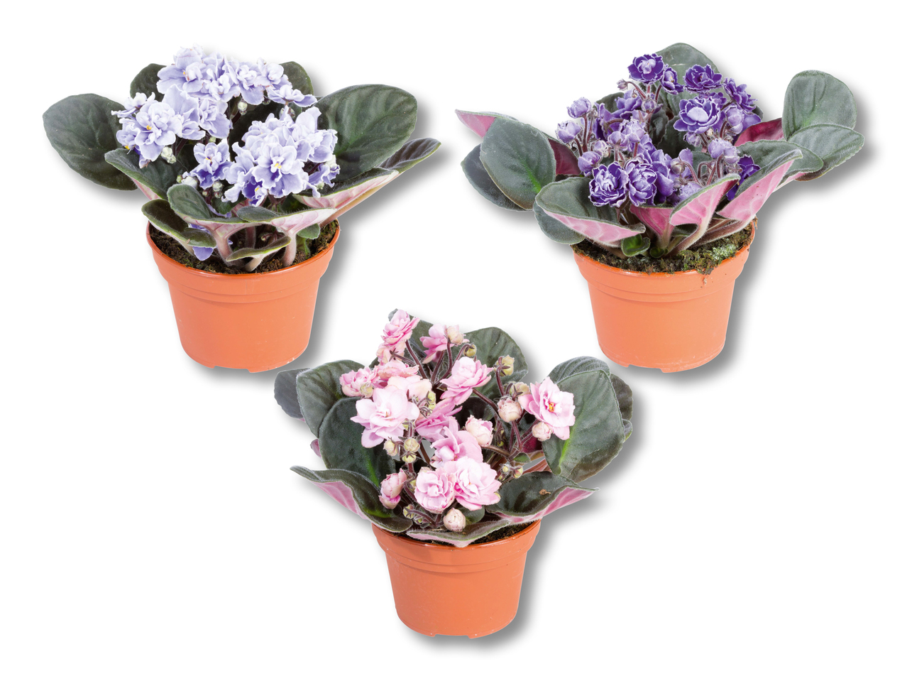 Violette d'Usambara Sweet Violet