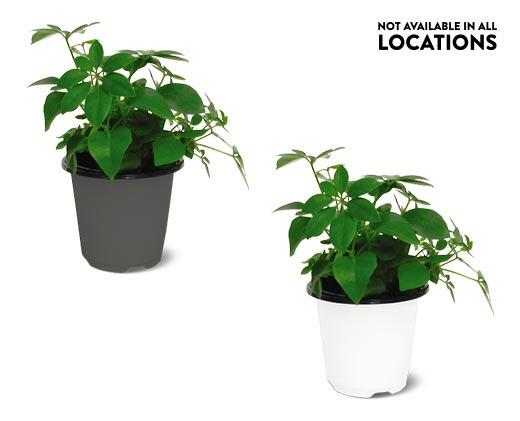 4" Foliage Assorted Varieties