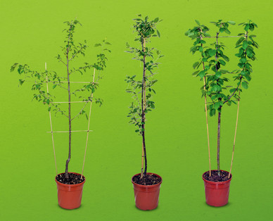 Spalier-/Säulenobstbaum