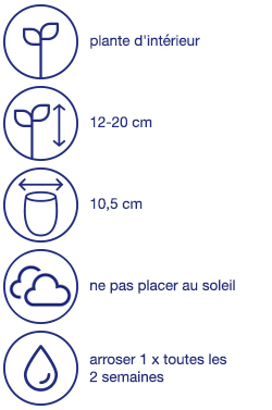 Plante verte d'intérieur