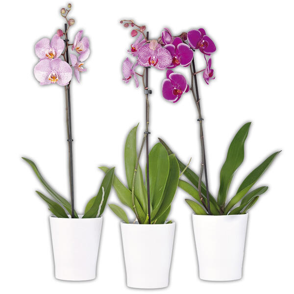Orchidee Phalaenopsis